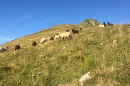 Bergklub: Cheval Blanc (2147 m.ü.M.)